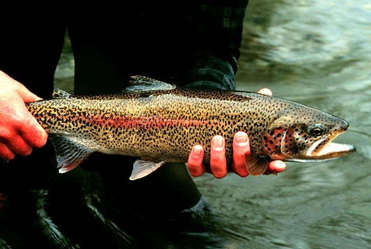 White River Trout Fishing Information - White River - Explore the