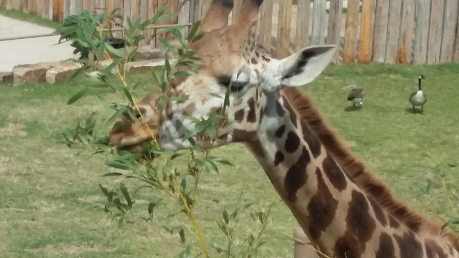 Giraffe