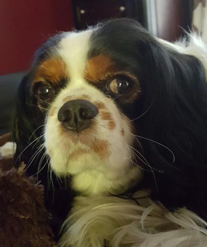 Sophie: Volt's Canine Ambassador