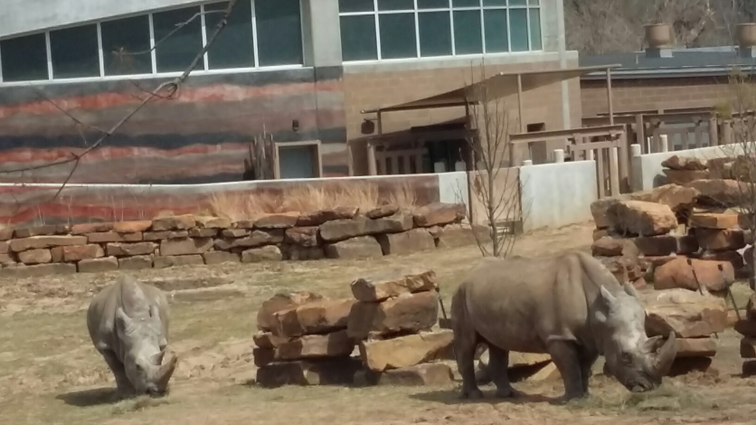 Rhino