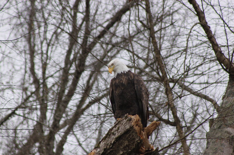 Empty Creel Fly Fishing Guides & Outfitter Heber Springs, AR