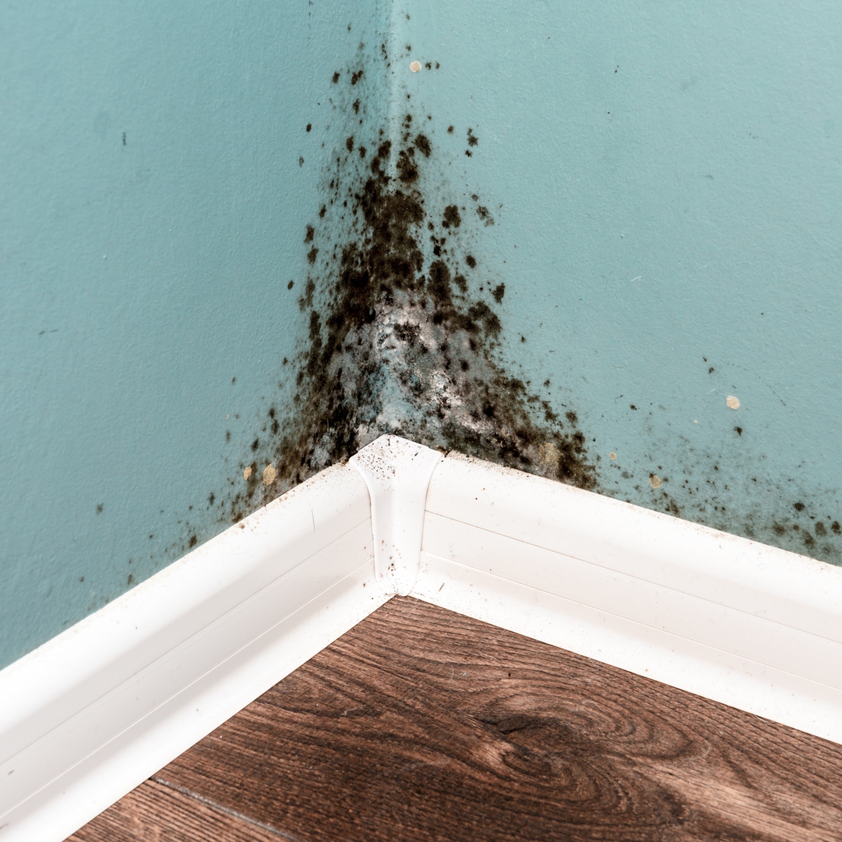 Mold on the wall