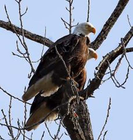 WATCH FOR  George and Martha, breeding pair of American Eagles.