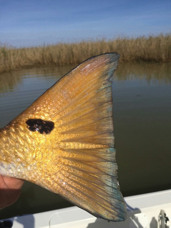 Photos Venice Fishing Lodge Buras, Louisiana
