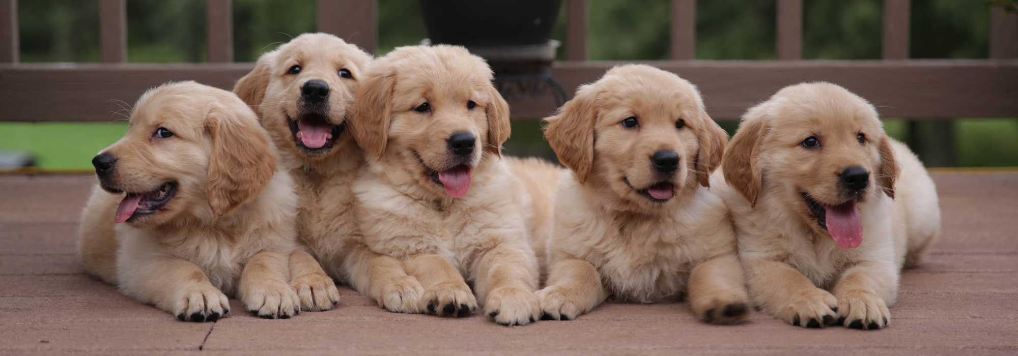 golden retriever on farm