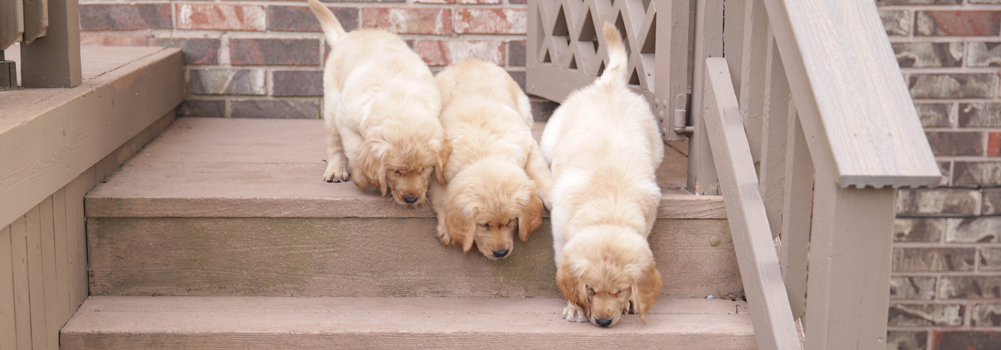 Golden retrievers in need of hot sale a home