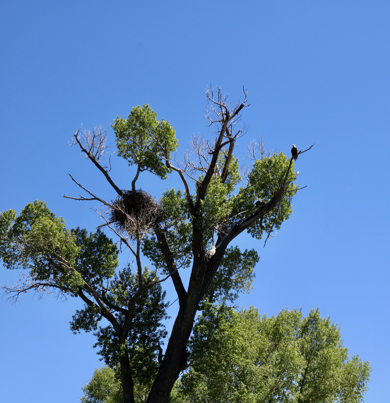 Big ole Bald Eagle nest.