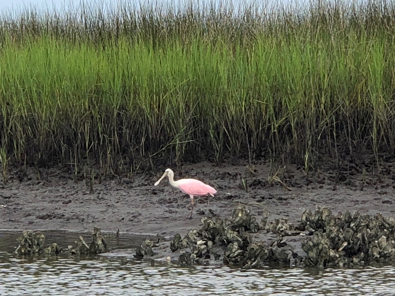 Spoonbill. the more shrimp they eat the pinker they become.
