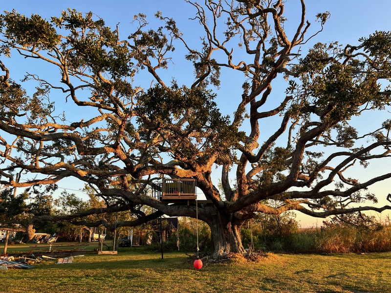 Dulac, La., suffered a lot of damage from hurricane Ida; but this old Live Oak survived 190mph winds.