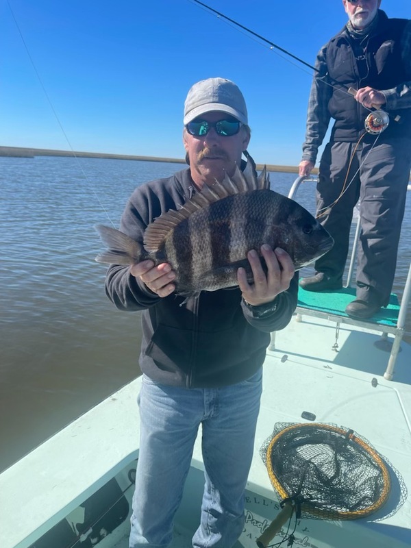 Sheepshead are a real prize on fly.  Guide Lance Ledet, Dulac Charters with with a sheepshead caught by Tom Gazaway.
