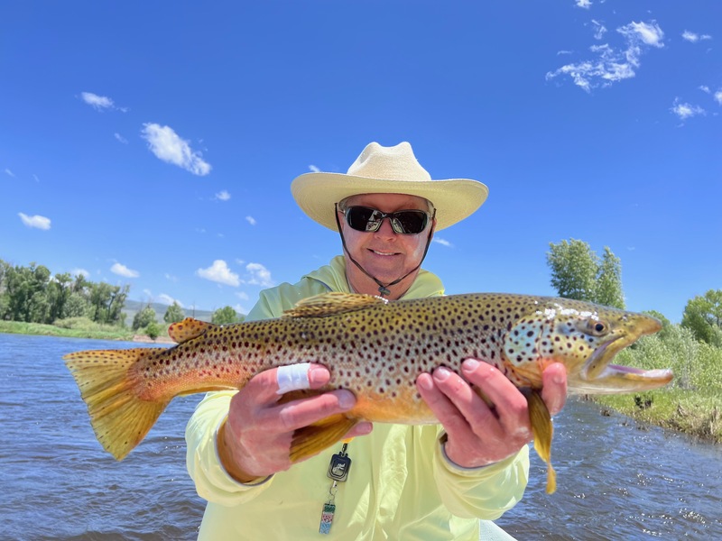 24 inch Yampa River male Brown Trout