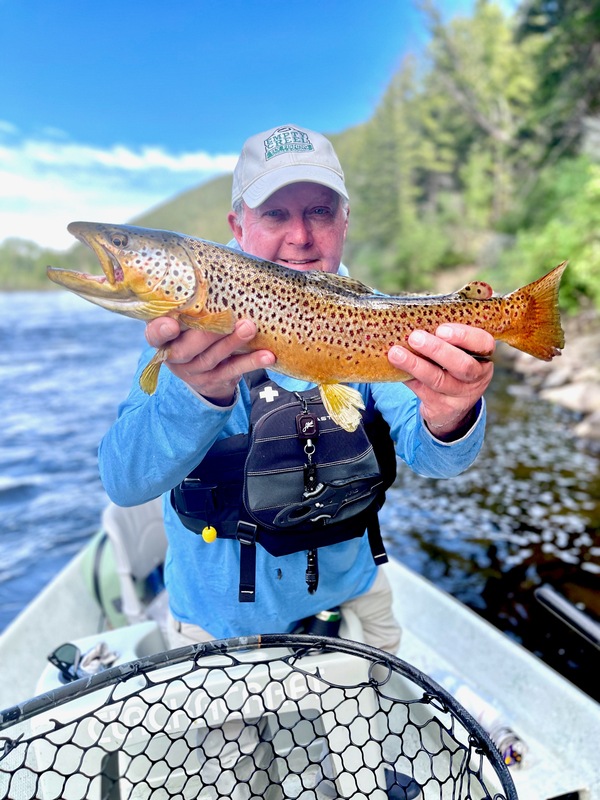 Yampa River Brown Trout could not resist the ACC Streamer