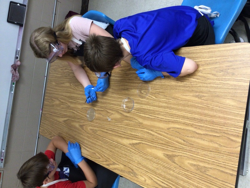 Junior High Cotter Public Schools Cotter, Arkansas