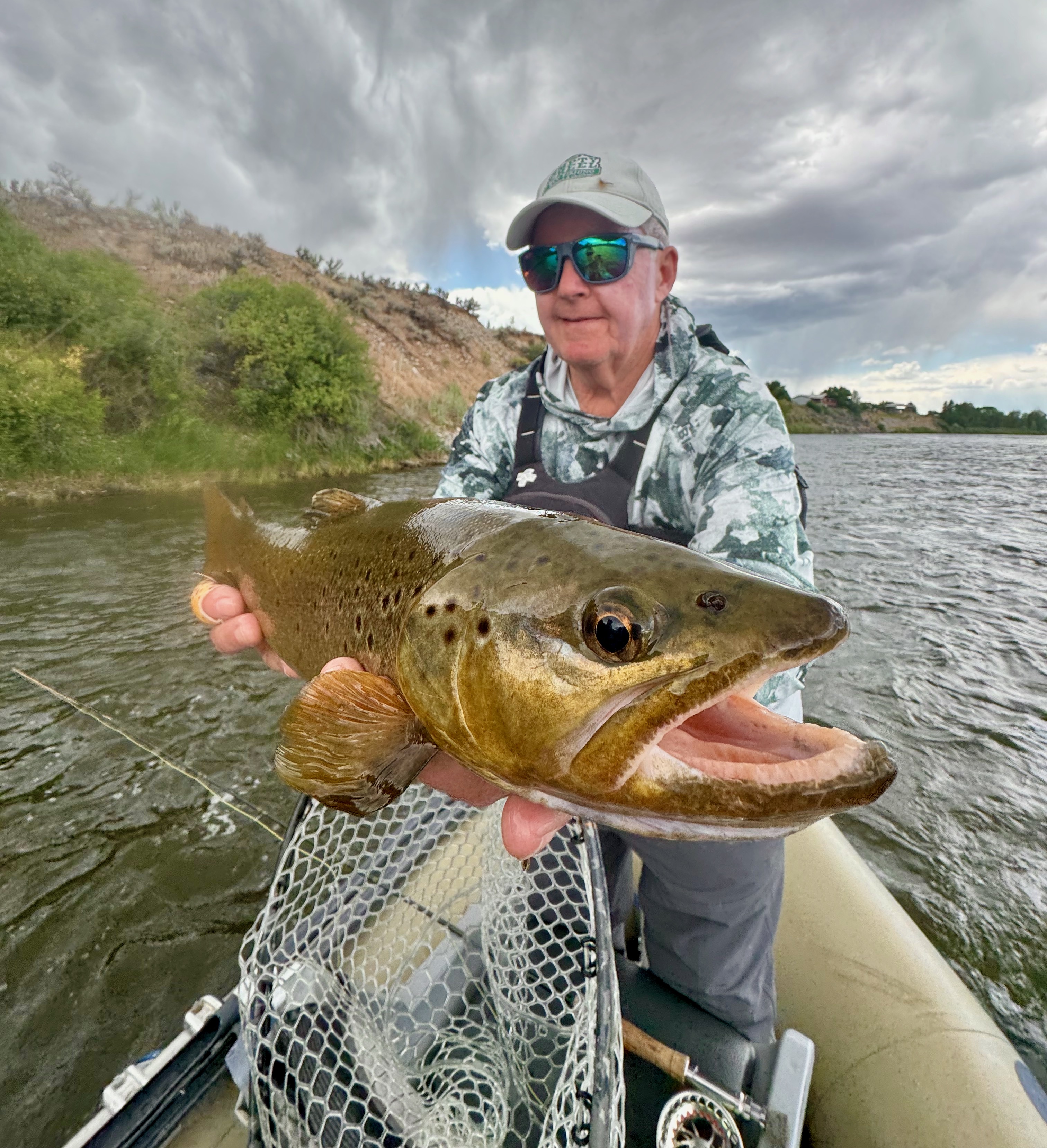 Stud Colorado River Brown Trout
