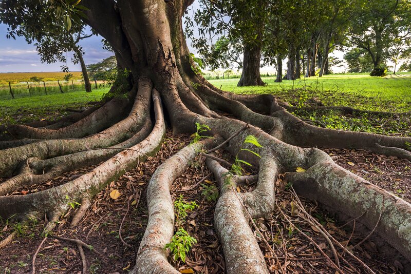 Our Roots: Built on Craftsmanship, Quality, and Hard Work